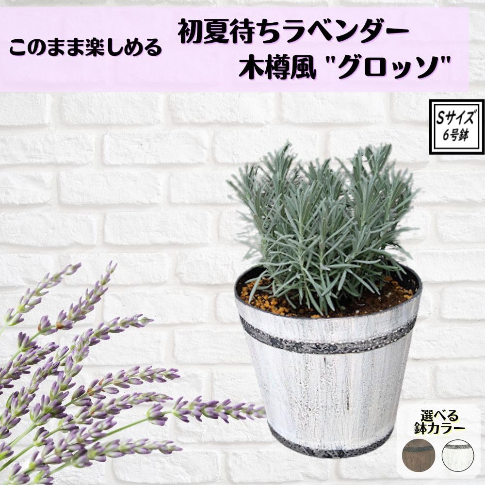 Amazon.co.jp: このまま育てられる植え込み株 当店オリジナル 《初夏